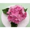 Hydrangea 